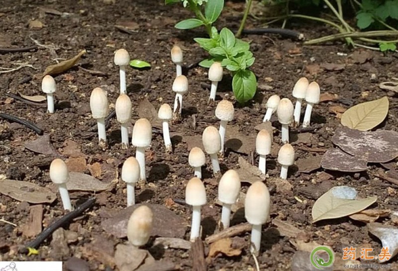 �������ܳ���֦����