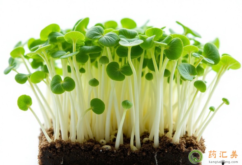 ʧ���ܳ��㶹���