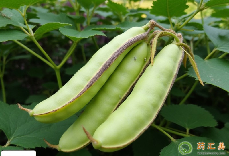 ʧ���ܳ�÷���ǆ�