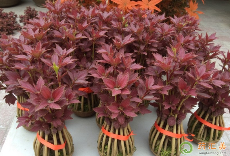 đ�����ܳ��㴻���