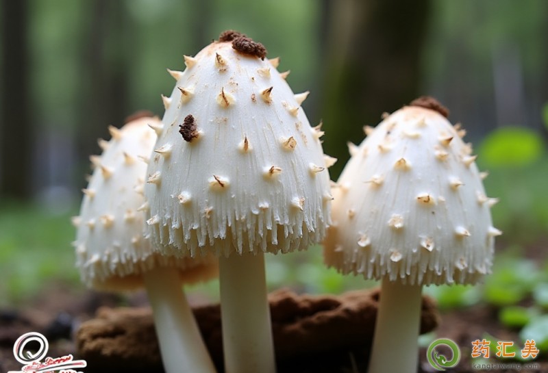 đ�����ܳ��u�ȹ���