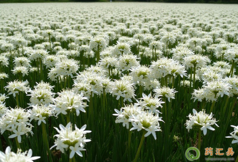 �Ծ²˻���ʲô��̎