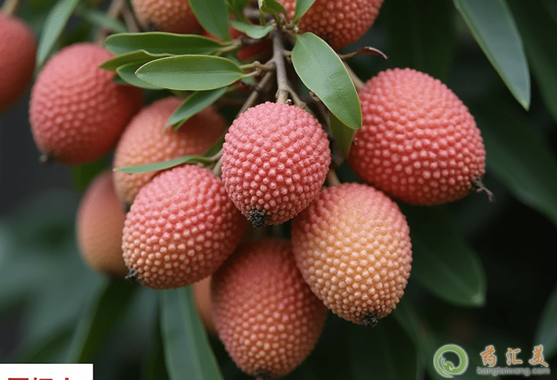 �a(ch��n)�D���Գ���֦��