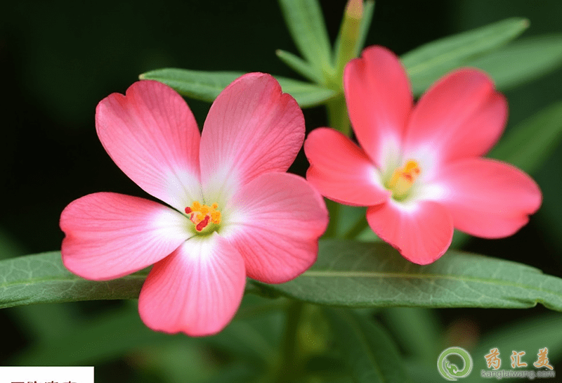 �˅������Կ�����