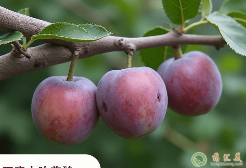 ��÷�Ͳ����һ��ʳ�Æ�