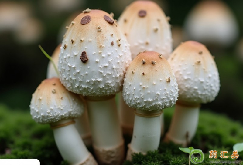 Ѫ�Ǹ��ܳ��u�ȹ���