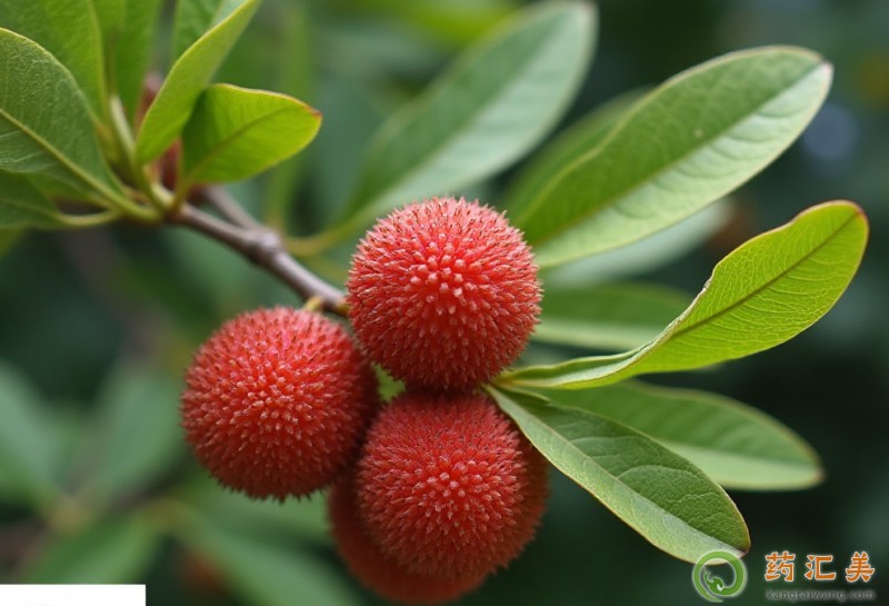 �����׿��Գԗ�÷��