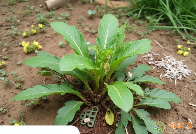 �����׳��j�˺�