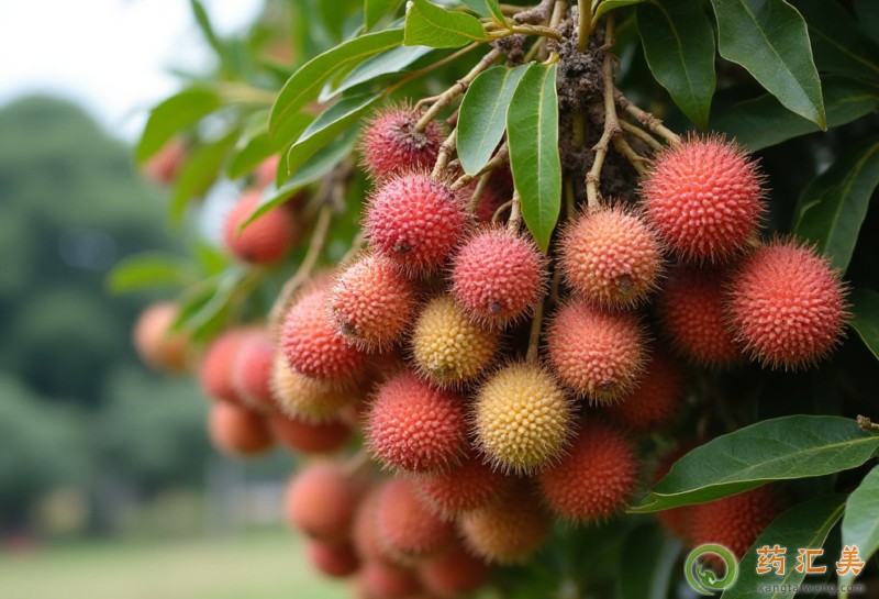 �����׻֏��ڿ��Գ���֦��