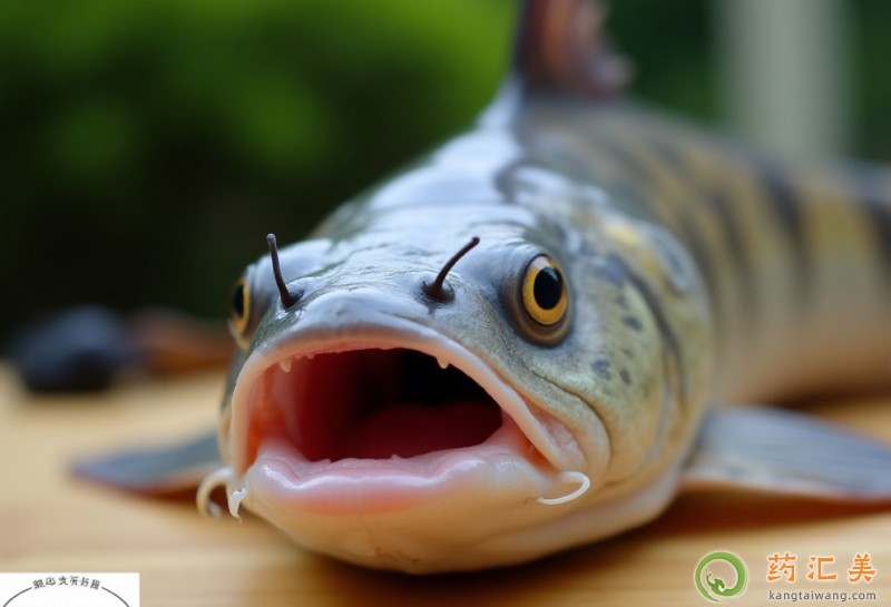 胰腺炎恢復期可以吃鯰魚嗎 胰腺炎恢復期可以吃鯰魚嗎