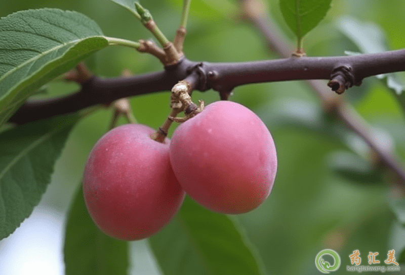 �����׿��Գ����ӆ�