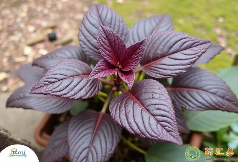 �����׻֏��ڿ��Գ����K��