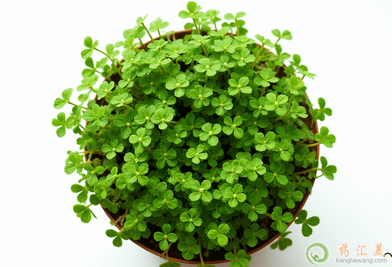 ʧ�߿��ԳԶ����