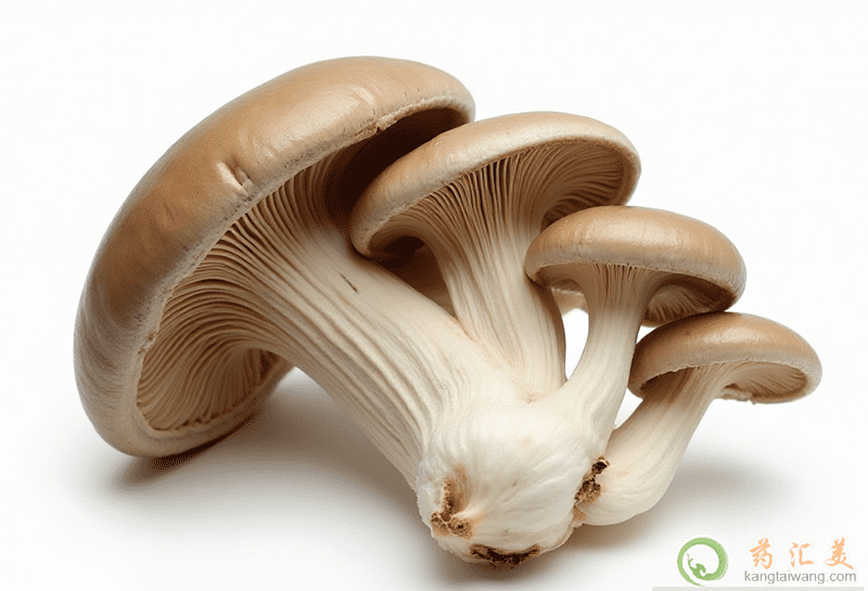 ʧ�߿��Գ�Ģ��