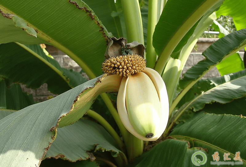 �ڳ��԰Ž���