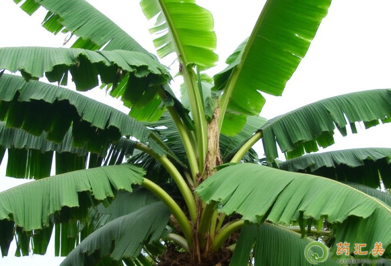 �Ž��~��ʧ����Ч��