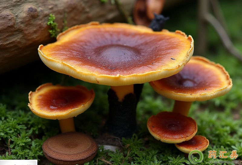 ���`֥�������Ч����