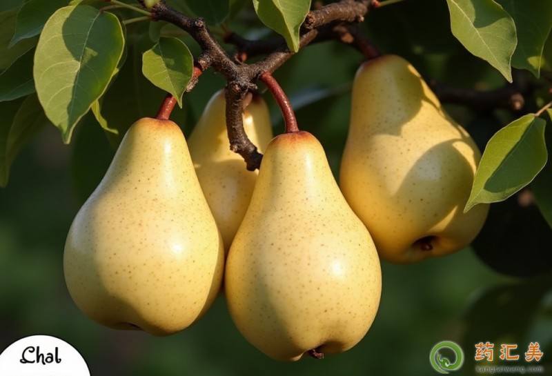 ��Ѫ֬���Գ�ѩ���