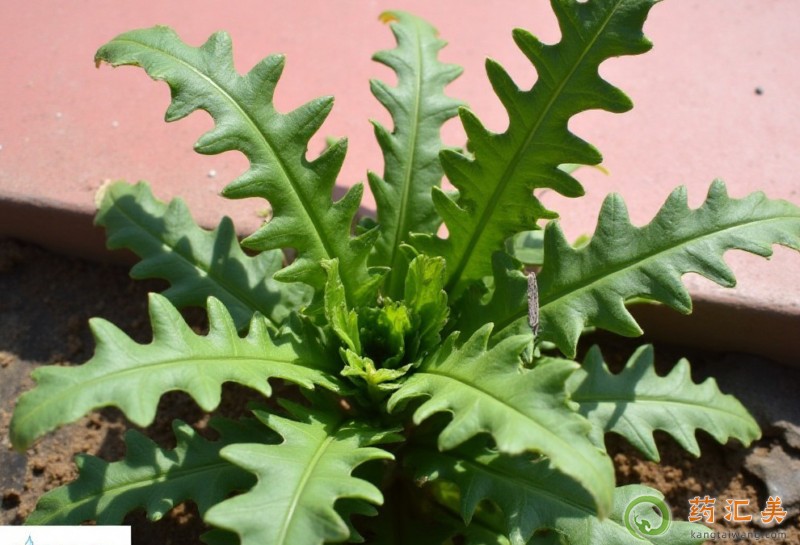 ��˺�ʲôʳ����˲���һ���