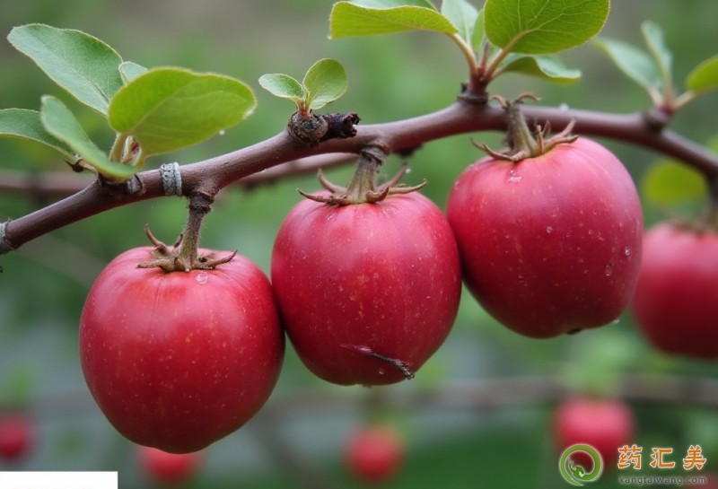 �����׻֏��ڳ��O����