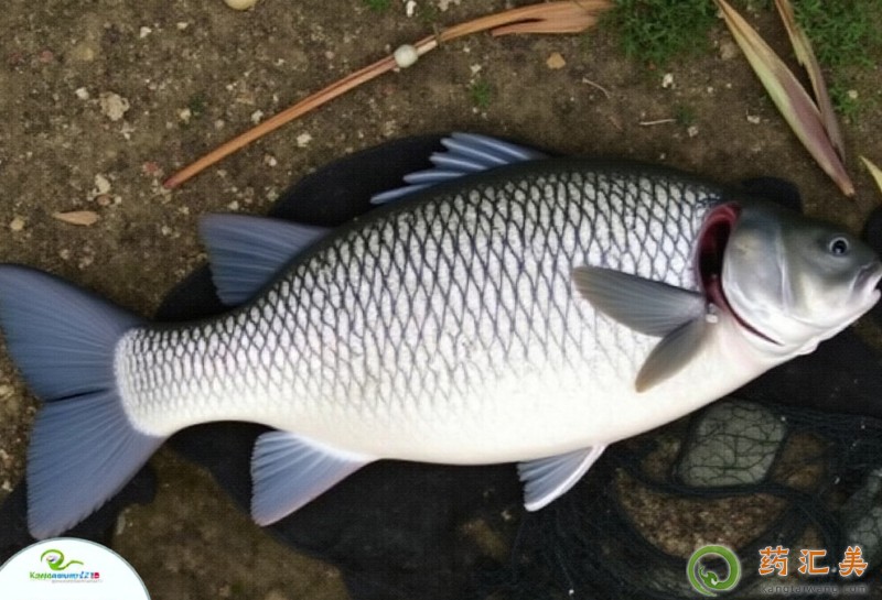 胰腺炎恢復期可以吃青魚嗎 胰腺炎恢復期可以吃青魚嗎