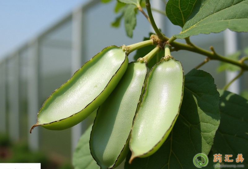 �������ܳԱⶹ��