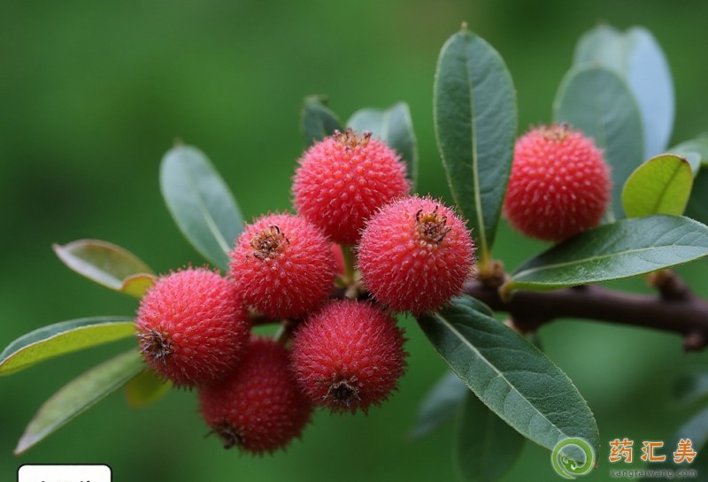 ��÷�cʲôʳ����˲���һ���