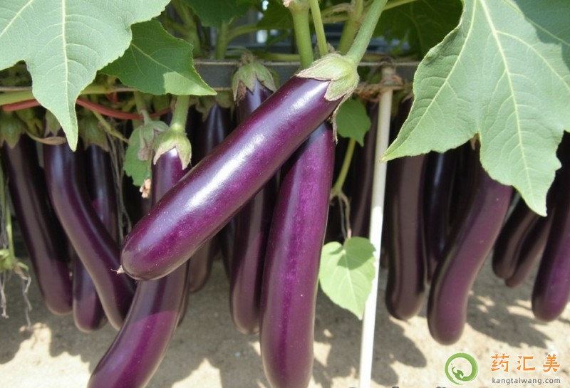 ���Ӻ�ʲôʳ�����һ���Ч�����