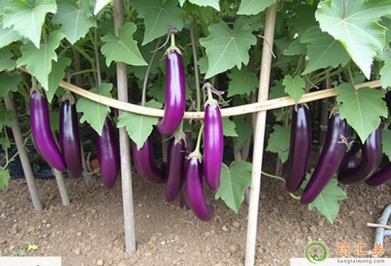 ���Ӻ�ʲôʳ����˲���һ���