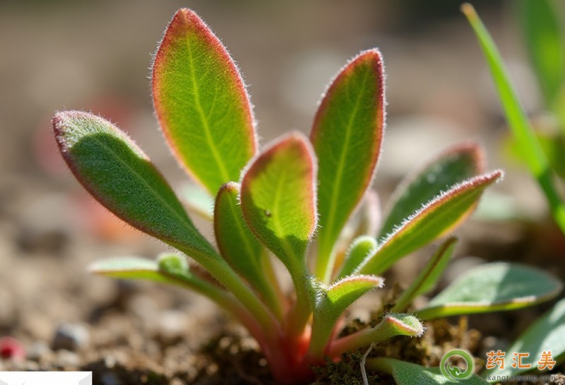 �������ܳ��R�X�{��