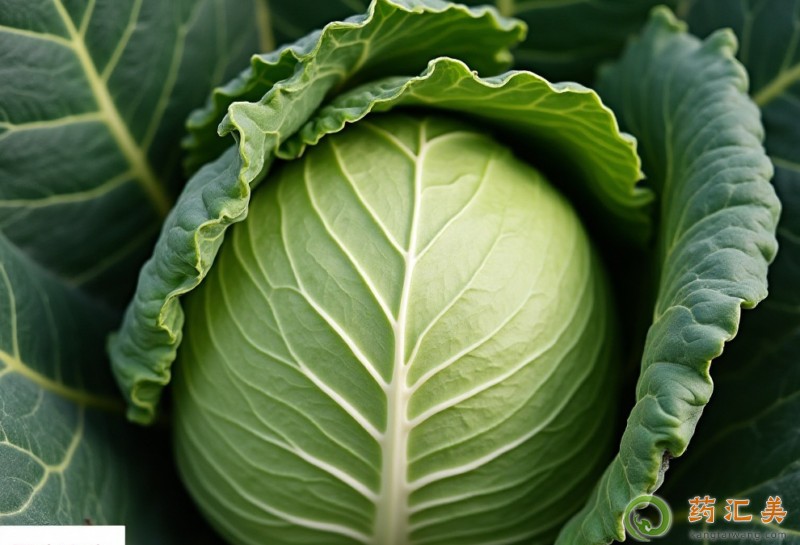 血糖高能吃圓白菜嗎 血糖高能吃圓白菜嗎