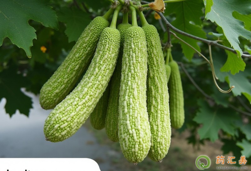 吃苦瓜有什么好處 吃苦瓜有什么好處