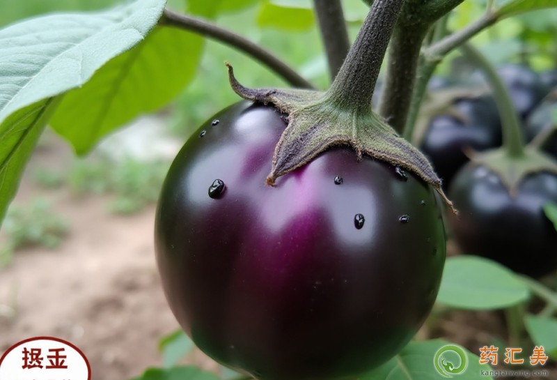 膽結石能吃圓茄子嗎 膽結石能吃圓茄子嗎