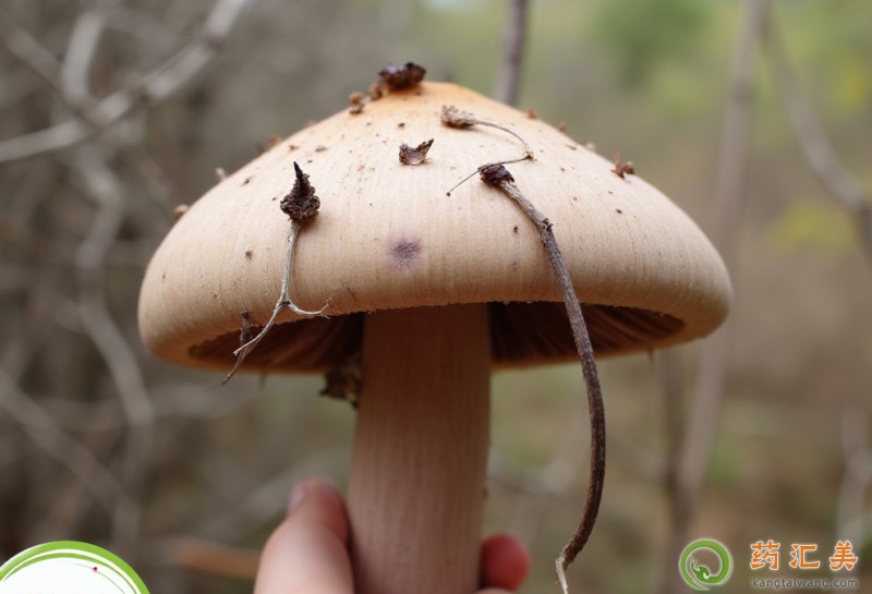 胰腺炎能吃松蘑嗎 胰腺炎能吃松蘑嗎