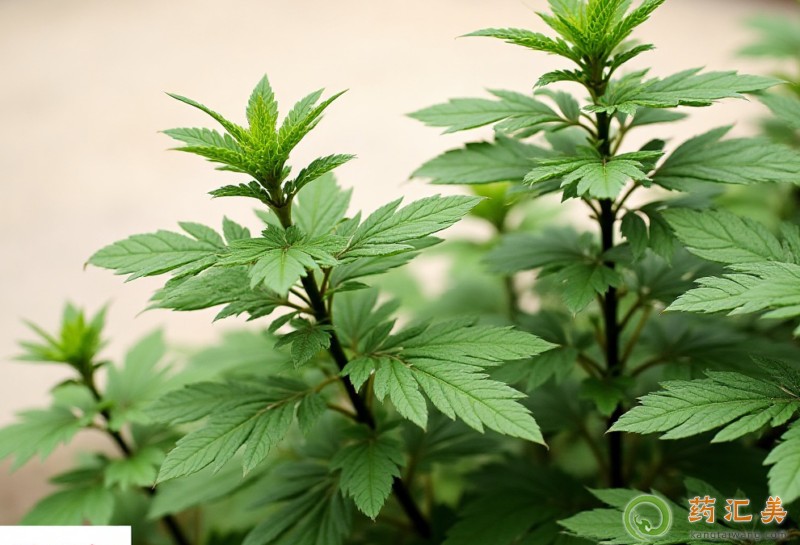 艾草怎么用可以改善失眠 艾艾草草艾草 是是是