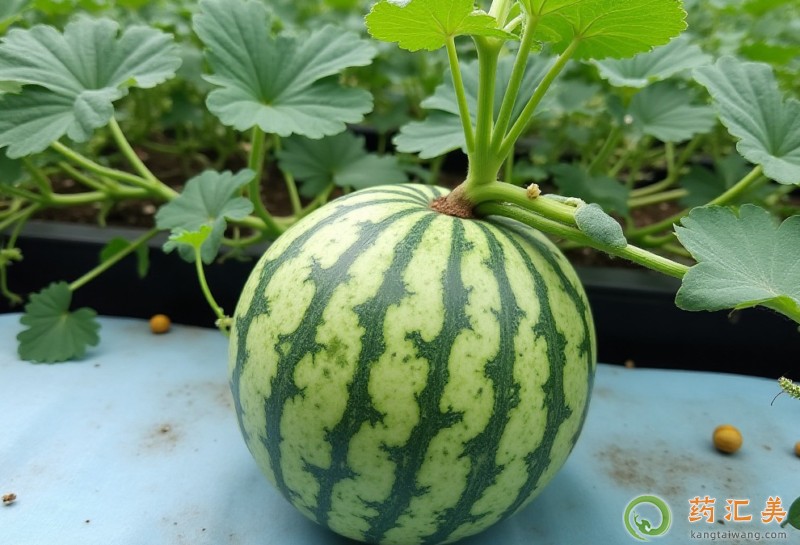 �����ϵļ���