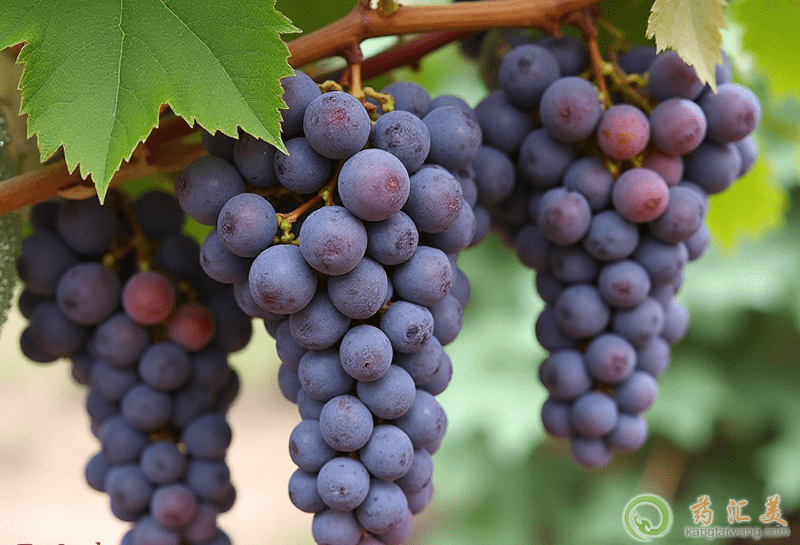 �ճ����Ը���ʧ�ߵ�ʮ�Nʳ��