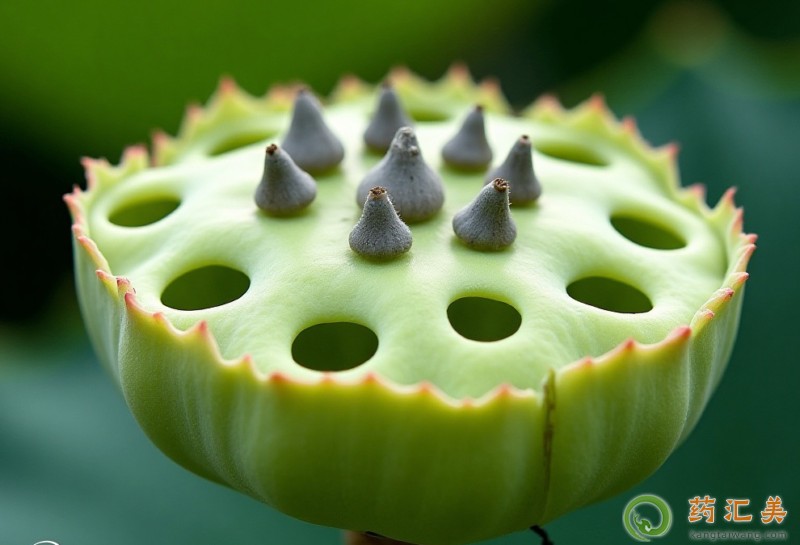 胰腺炎恢復(fù)期能吃蓮蓬嗎 胰腺炎恢復(fù)期能吃蓮蓬嗎