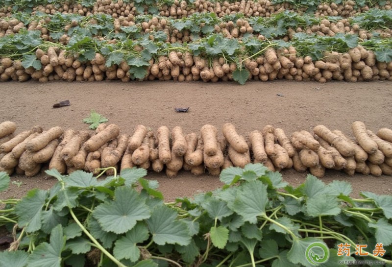 �����׻֏��ڿ��Գ��������᣿