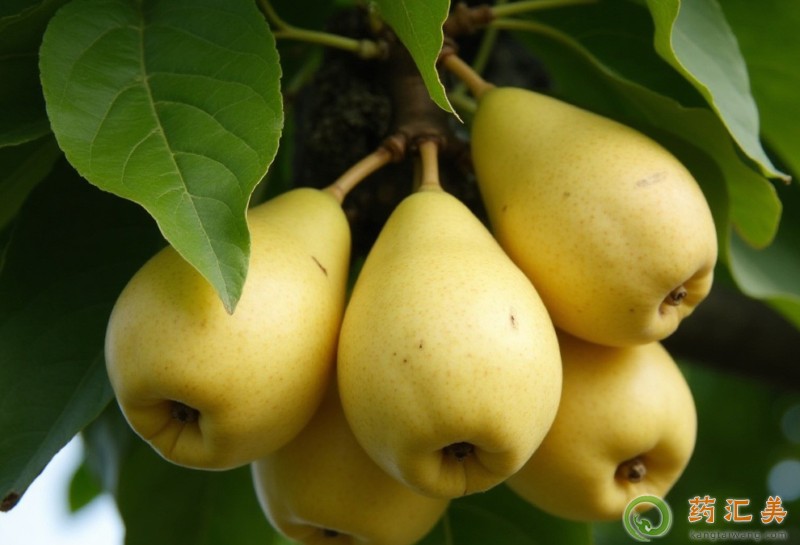 胰腺炎能吃鴨梨嗎 胰腺炎能吃鴨梨嗎