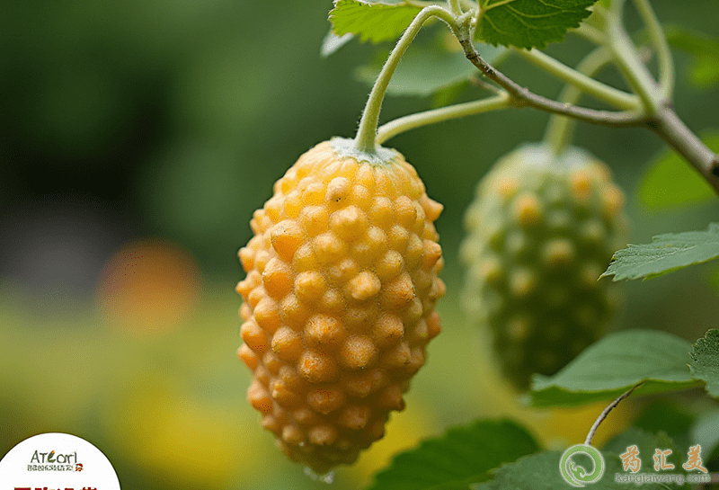 對眼睛好的水果 對眼睛好的水果