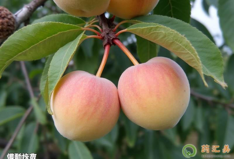 胰腺炎能吃蘋果梨嗎 胰腺炎能吃蘋果梨嗎