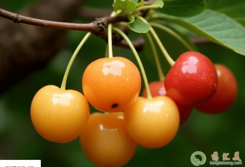 吃飯的時候可以吃點水果 qq截圖20201127114909.png