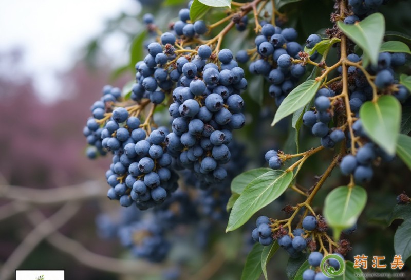 Ůؑ�����a(b��)�I��