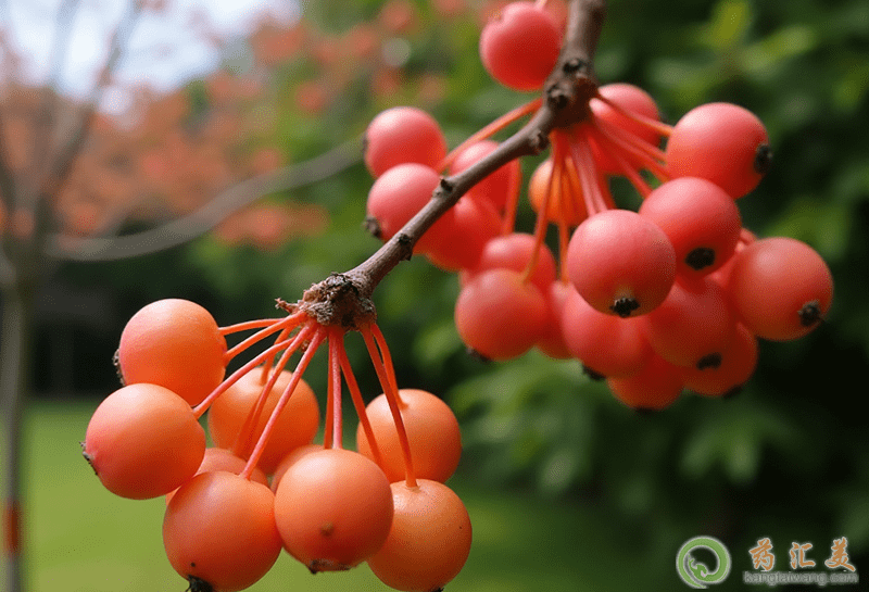 海棠果的功效與作用 海棠果的功效與作用
