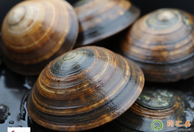 胰腺炎能吃河蚌嗎 胰腺炎能吃河蚌嗎