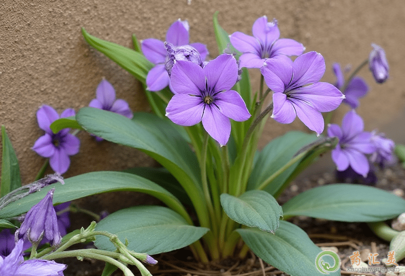 青黛的功效與作用 青黛的功效與作用